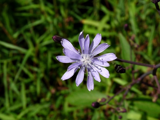 {Lactuca floridana}